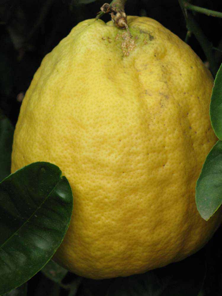            Fruit (Riverside, CA)   